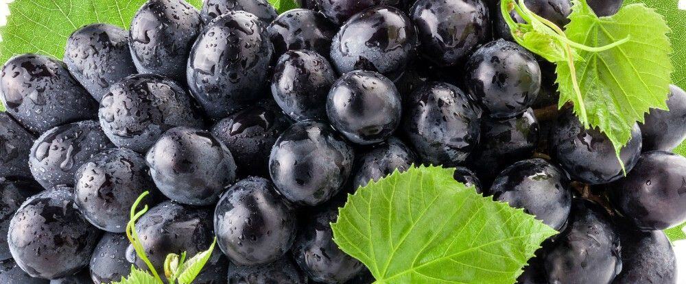 Ribes nigrum la pianta della salute