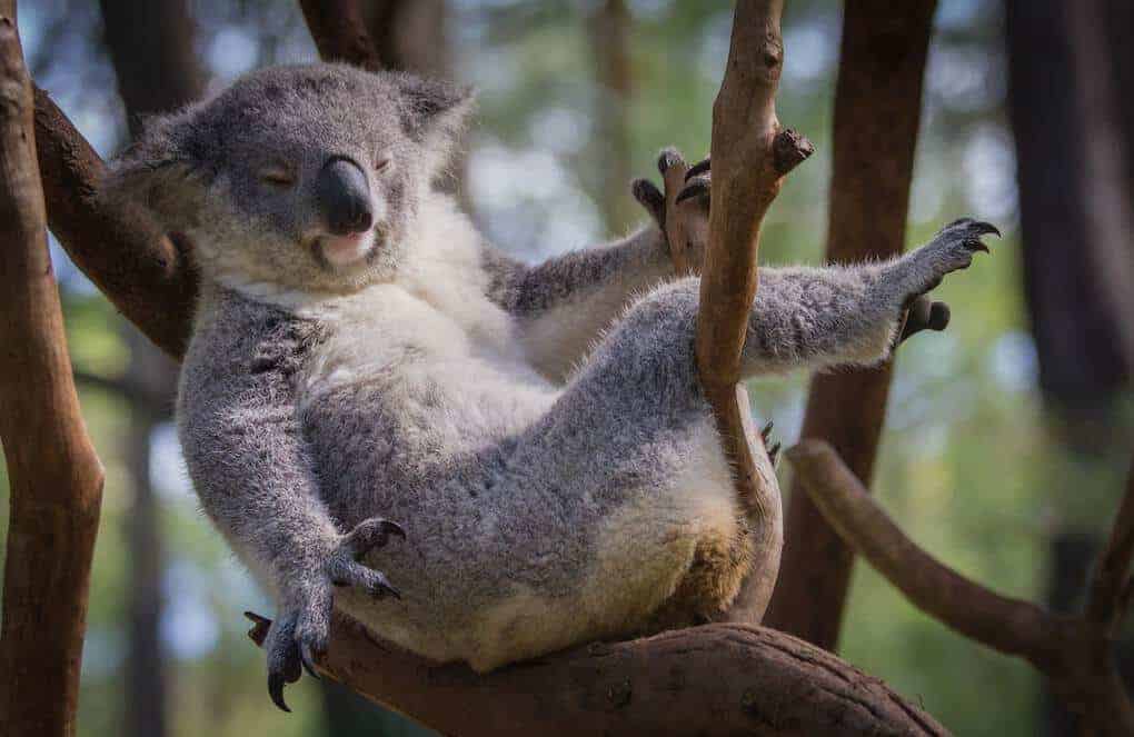 Koala bear in Australia