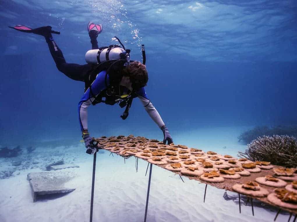 Coral Reef Nursery in Puntacana