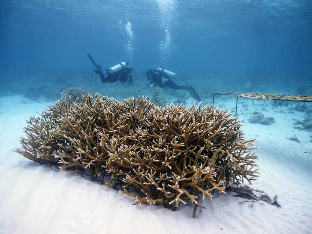 Coral Reef Rehabilitation Project in Punta Cana