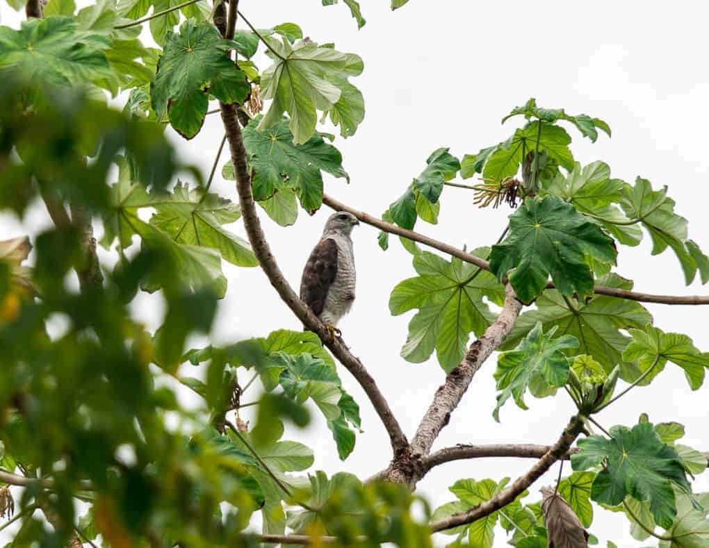 Juvenile Ridgway’s Hawk Rehabilitation in Punta Cana Dominican Republic