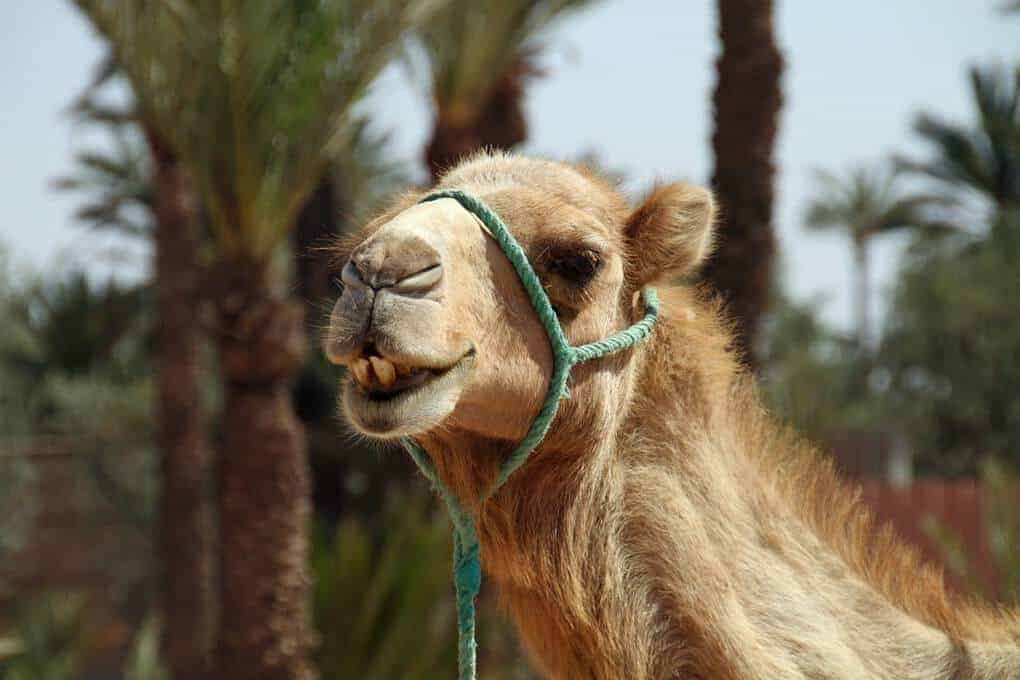 camel ride in palmerie morocco