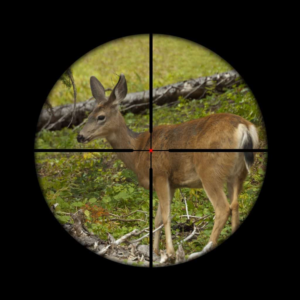 Deer Hunting