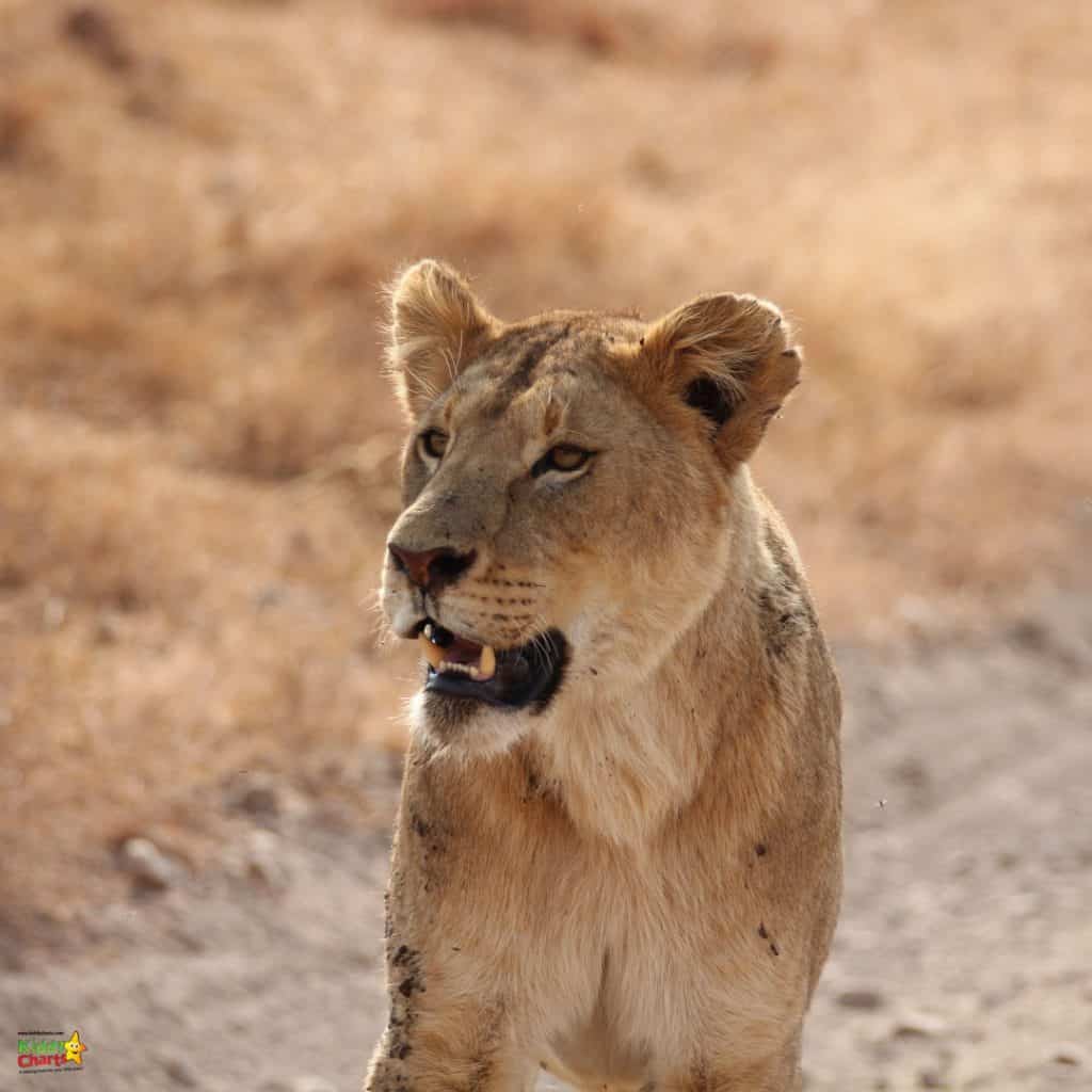 What family activities in Tanzania are there?