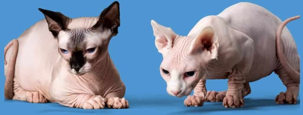 How To Care For Hairless Cats Life Cats Now she's enjoying retirement with her new mom. how to care for hairless cats life cats