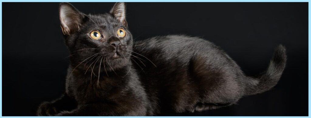 Meet The Parlor Panther The Bombay Cat Life Cats