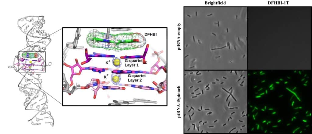 Crystal structure of iSpinach