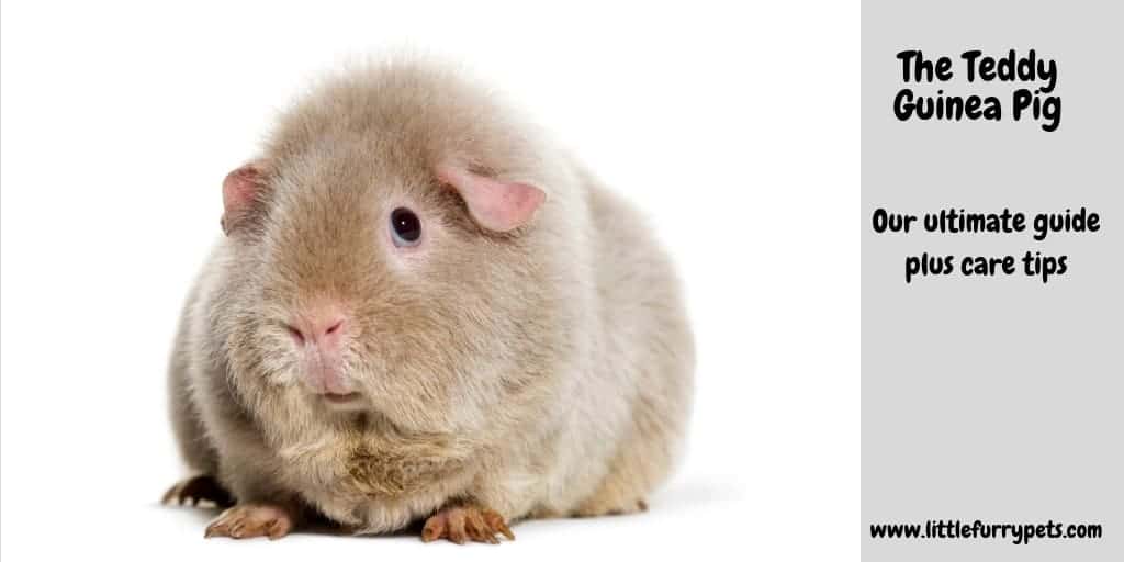 teddy guinea