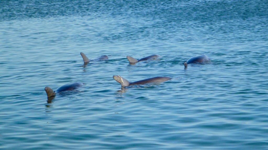 Delfin-Familie in Monkey Mia im Francois Peron NP