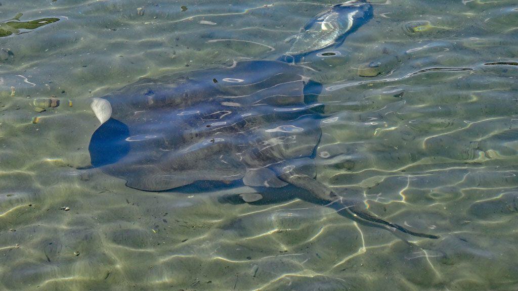 Rochen in der Batemans Bay