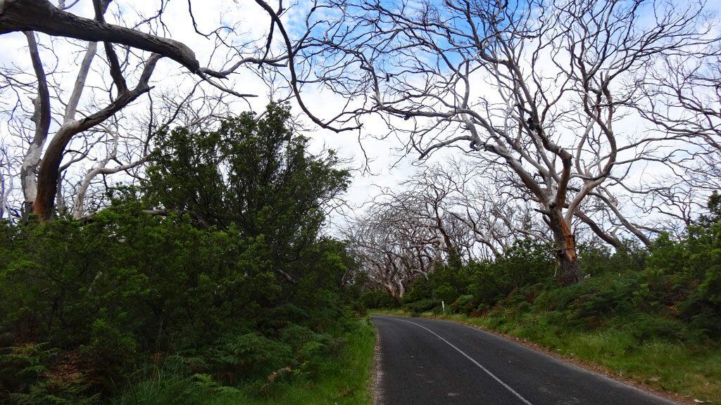Die Lighthouse Road im Cape Otway Nationalpark