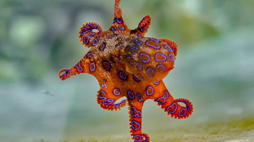 Blauring Krake, blue ringed octopus, Australien