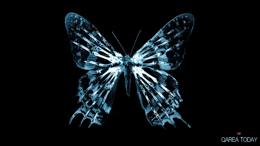 Butterfly Effect in Web App Development