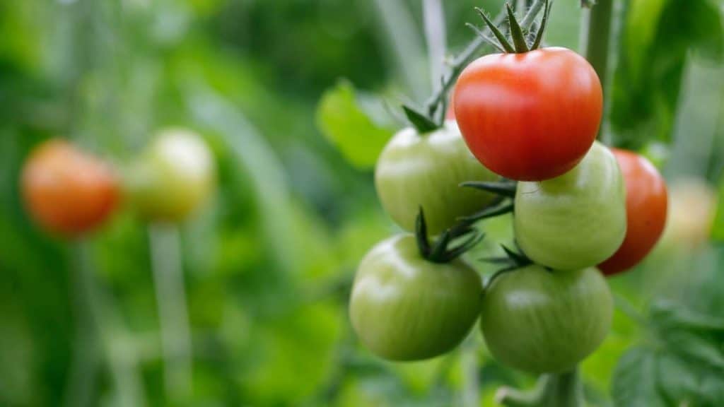 tomatoes