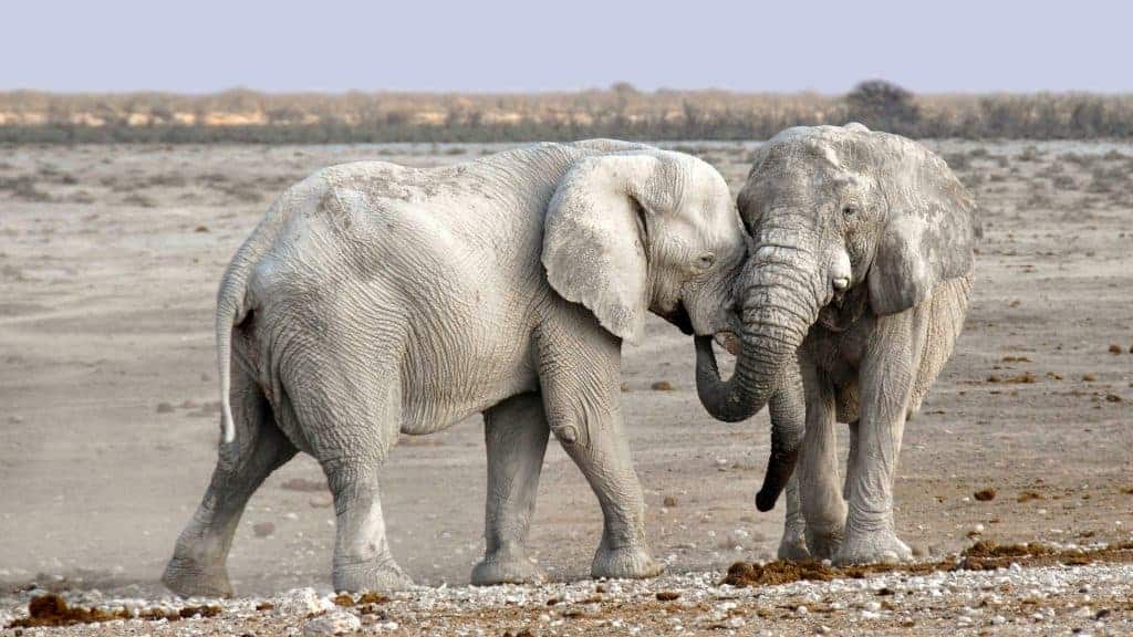 Safari Rundreisen in Namibia - Frieden für die Seele Safari Rundreisen in Namibia - Frieden für die Seele
