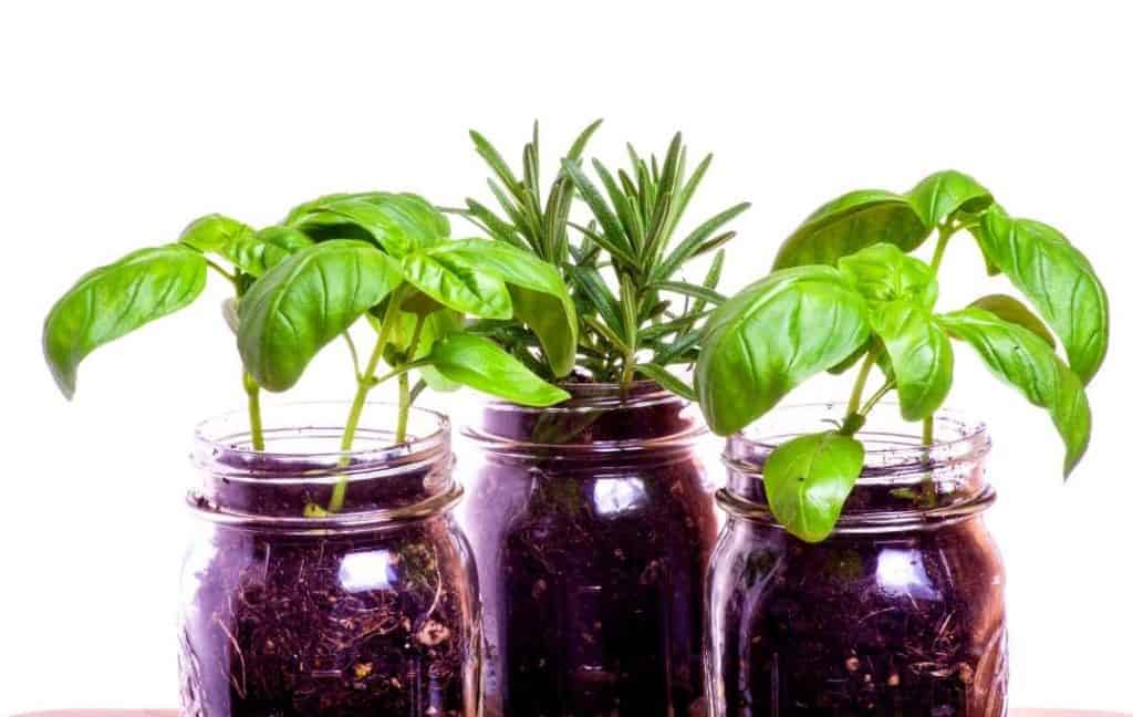 MASON JARS