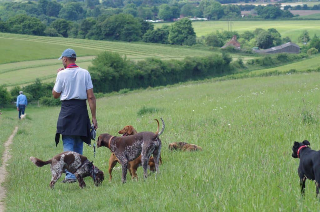 wonderful dog walks in safe secluded fields with eWoof dog walking