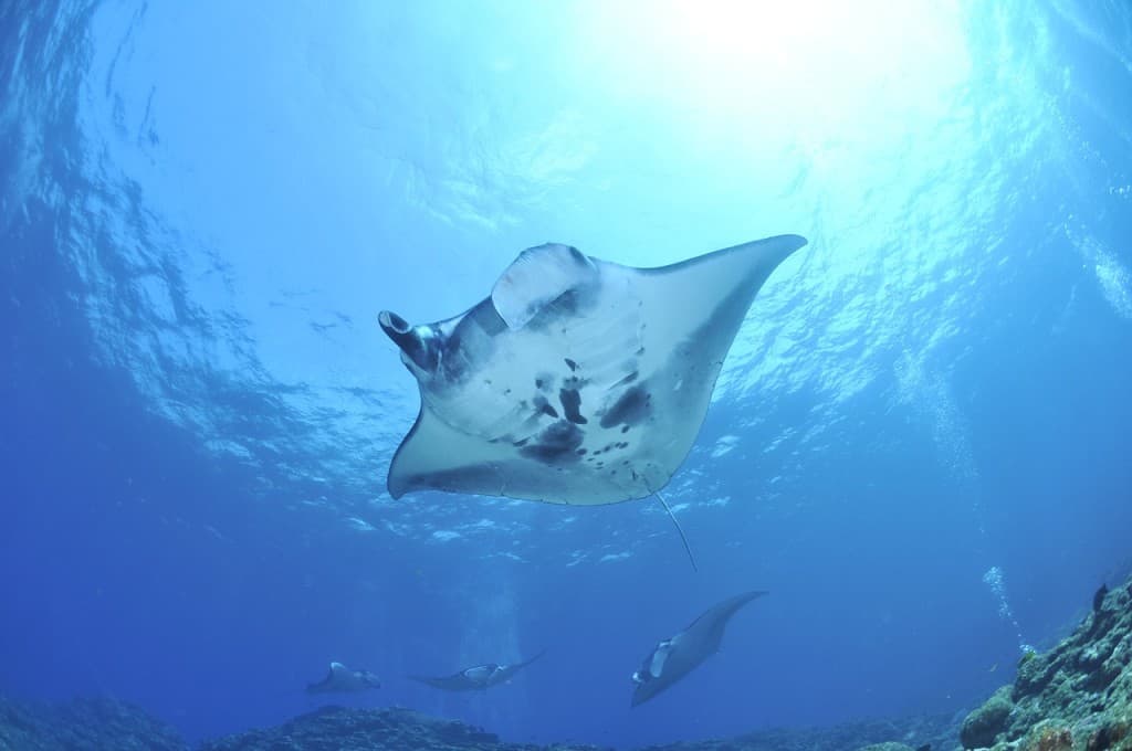 manta hawaii