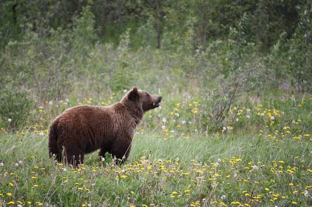 Grizzly Bären sind liebe Tiere, Ihr bracuht keine Panik zu bekommen wenn Ihr mal einem Begegnet ganz im gegenteil Grizzly Bären sind liebe Tiere, Ihr bracuht keine Panik zu bekommen wenn Ihr mal einem Begegnet ganz im gegenteil