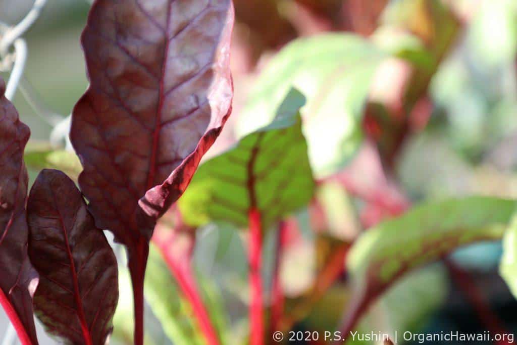 Organic red Swiss Chard