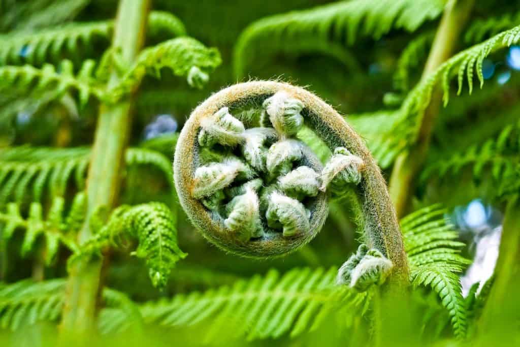Alpengärten Österreich - Die schönsten botanischen Gärten 2 botanischen Gärten in Österreich