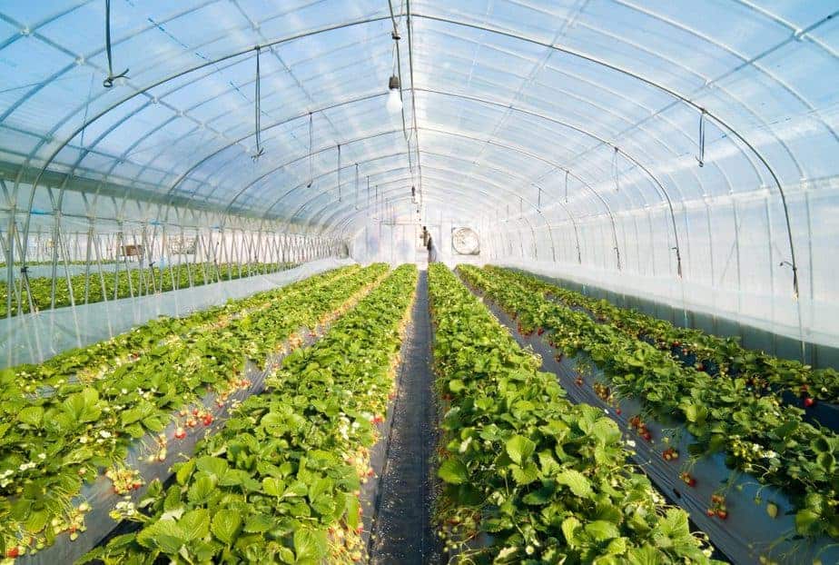 greenhouse temperature control temperature control greenhouse