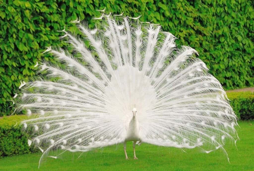 7 Essential Tips for Effective 1 on 1 Meetings with Your Manager 1 effective 1 on 1 meetings should not be as rare as an albino peacock