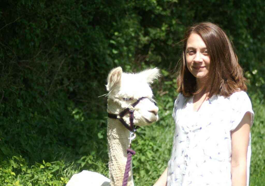 alpaca walks