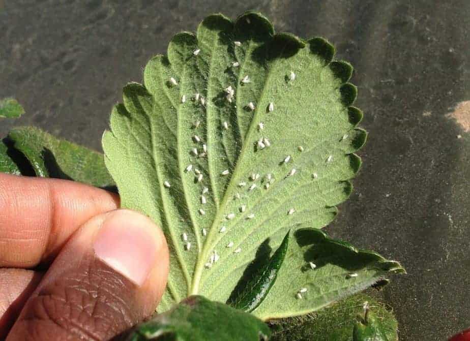 greenhouse pests greenhouse pests