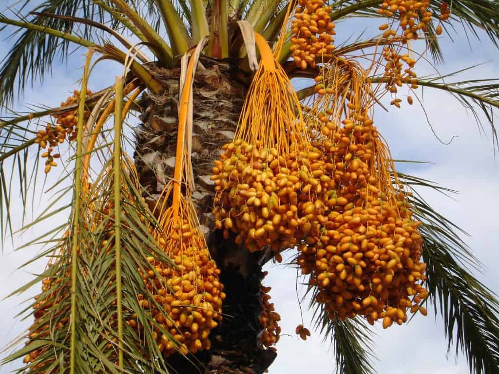 Abu Dhabi facts: dates production