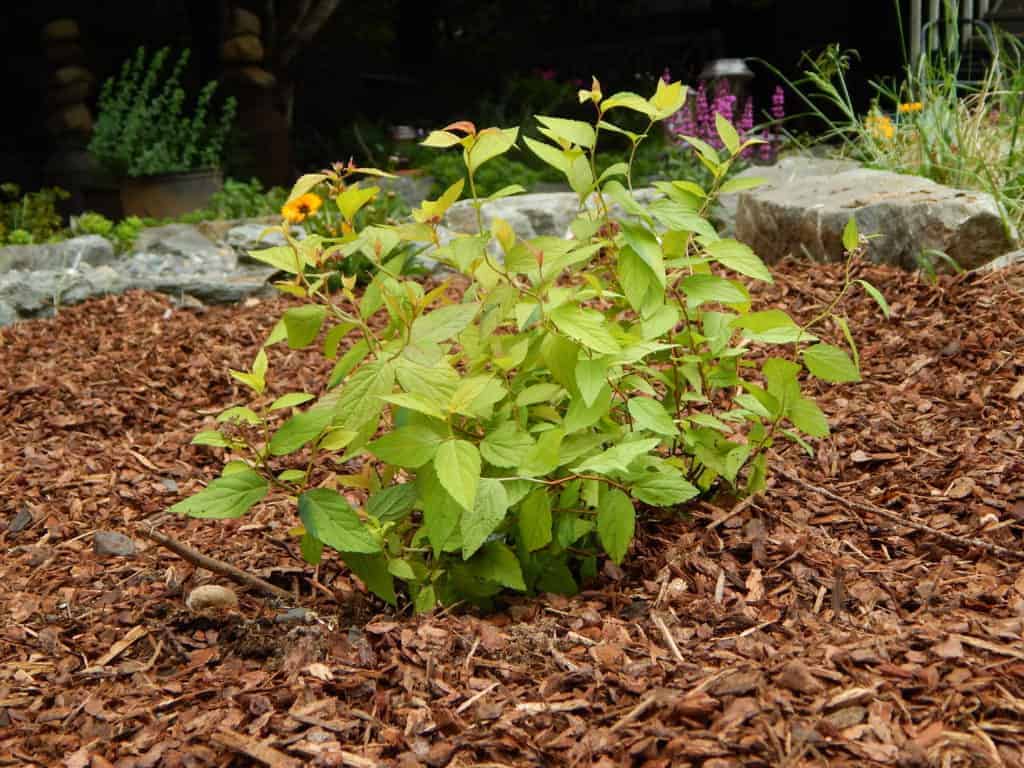 mulching plants in garden.