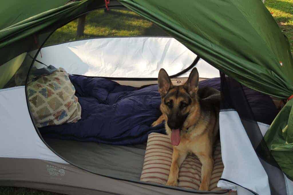 Road Trippin With Your Dog: 7 Great Tail-Friendly Trips To Take With Your Dog