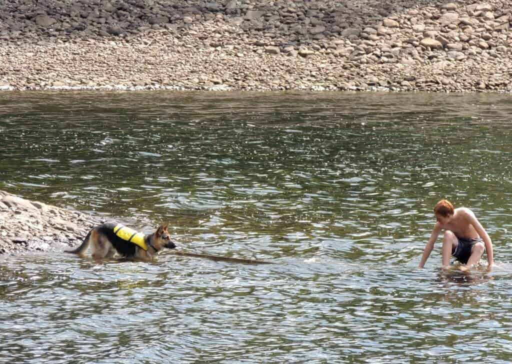Kayaking with dogs Teaching a German Shepherd to swim