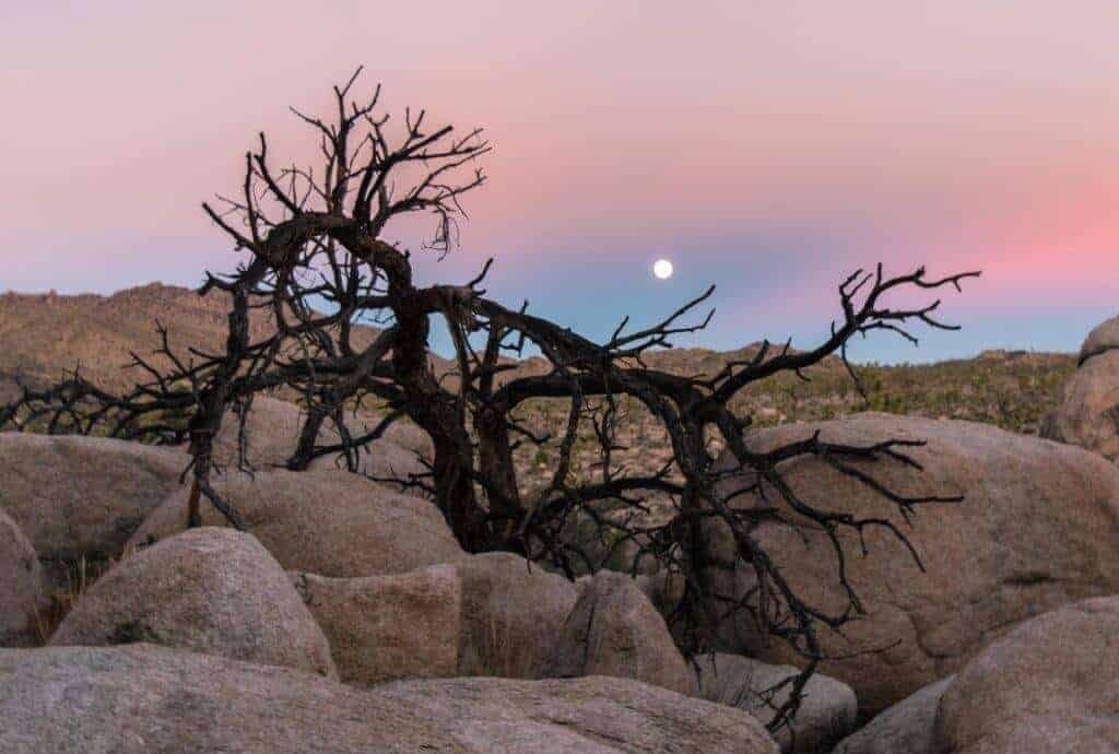 Joshua Tree with Kids Moonrise near Wonderland Ranch in Joshua Tree National Park, CA.
