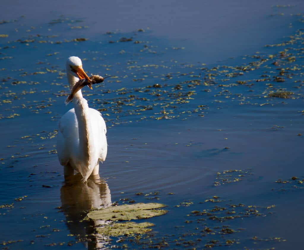 bird watching with kids An egret fishing in a swampy wetland