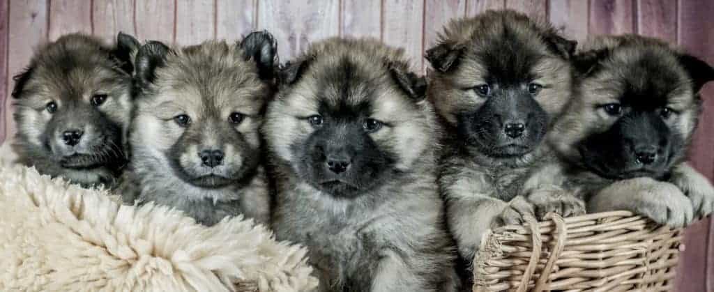 Introduce genetics to younger kids by finding genetics in the real world. The fact that the same gene can come in different "flavors" is why not every dog looks the same (even if they're from the same litter).