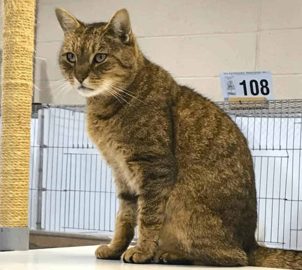 Fascinating Facts Cat Fur Colors and Patterns Life & Cats