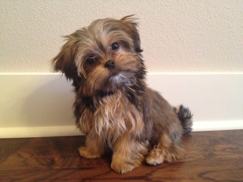 Top 17 Tips For Future Shorkie Owners