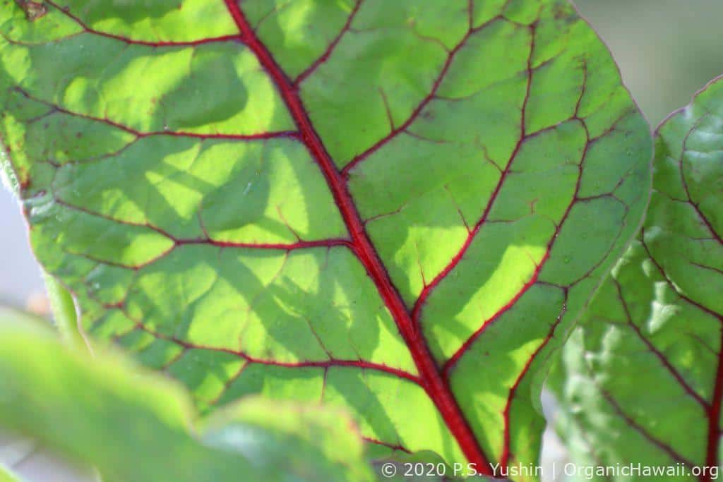 organic Swiss Chard