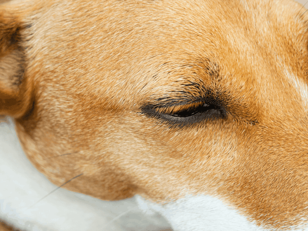 Dog eyelashes.