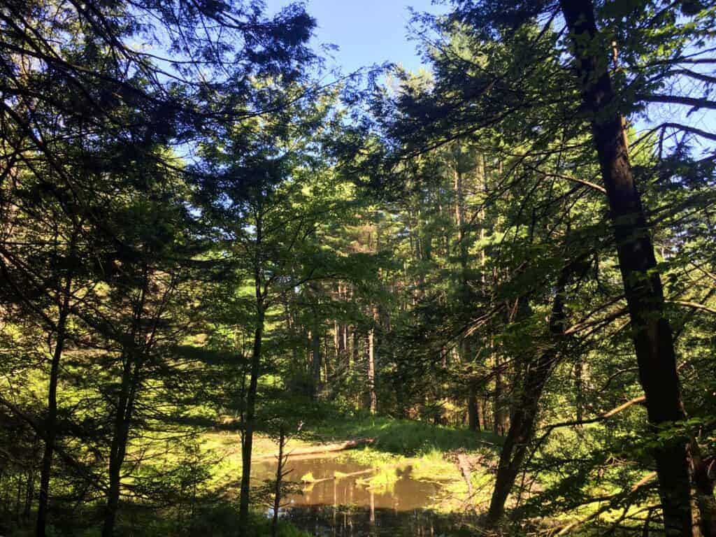 sinnemahoning state park wetlands viewing area