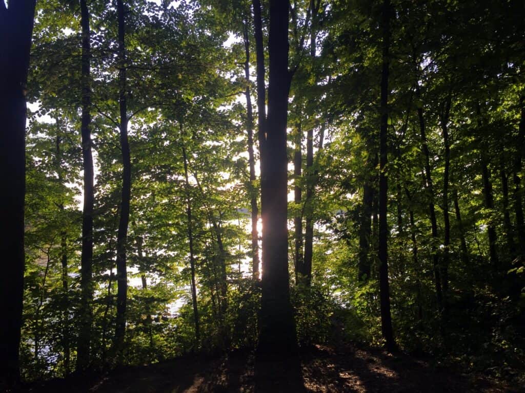 West Branch State Park tall forest