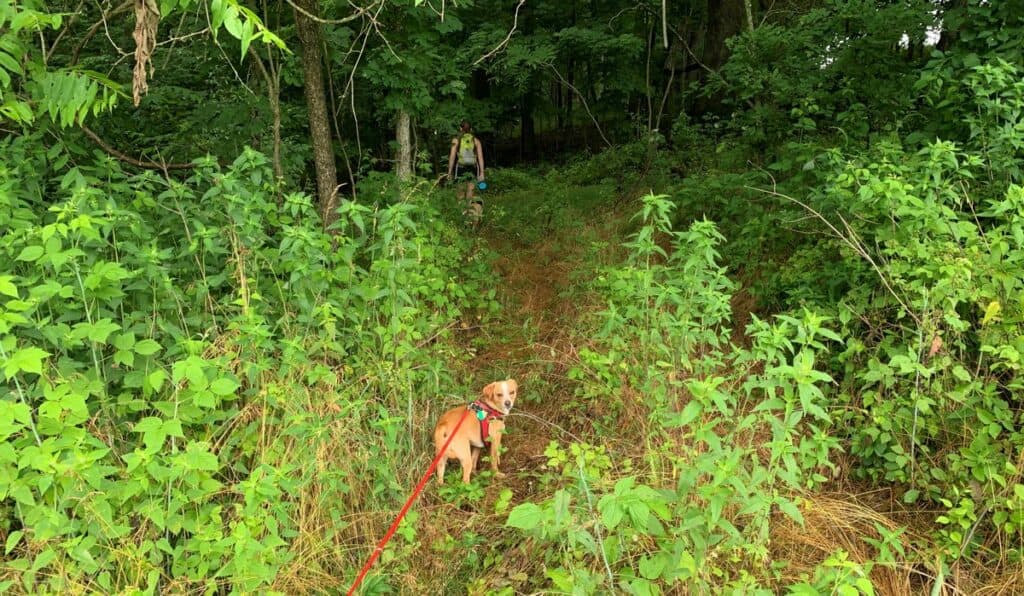 little buffalo state park dog hike 1