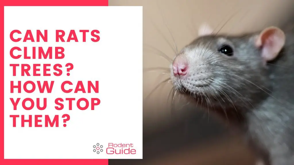 Can Rats Climb Trees_ How Can You Stop Them_