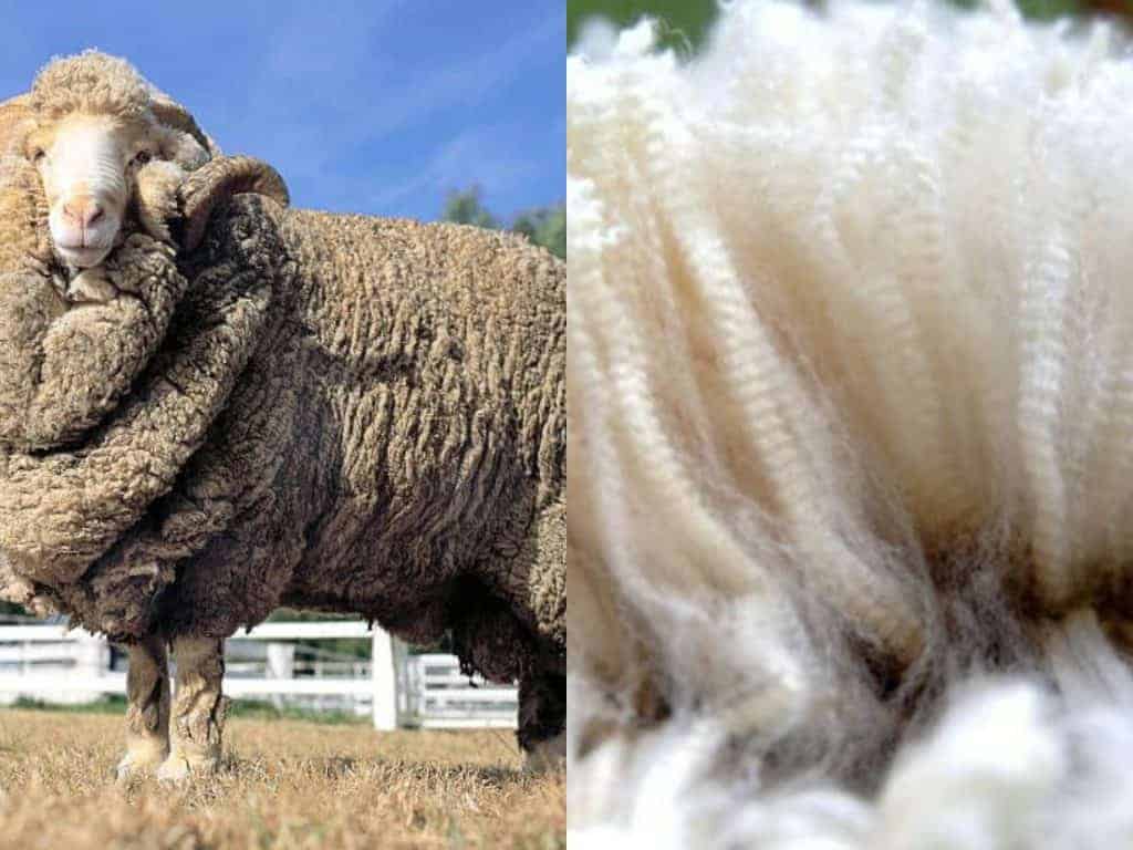 Merino Collage