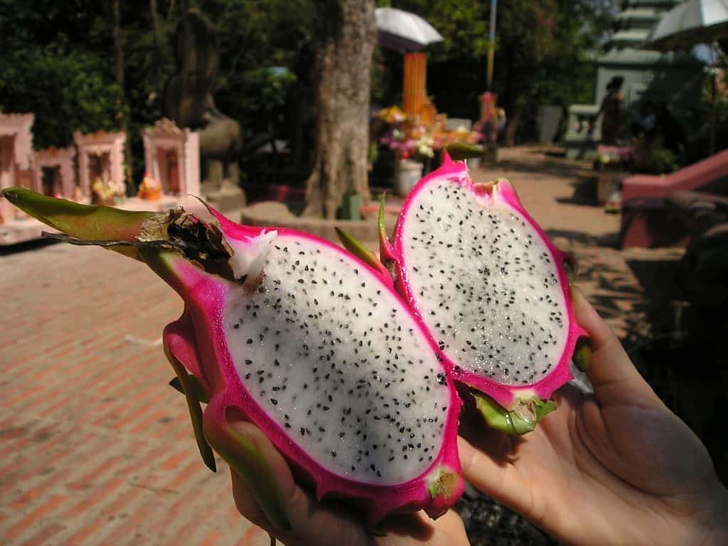 Kambodscha Rundreise - saftige Drachenfrucht Kambodscha Rundreise - saftige Drachenfrucht