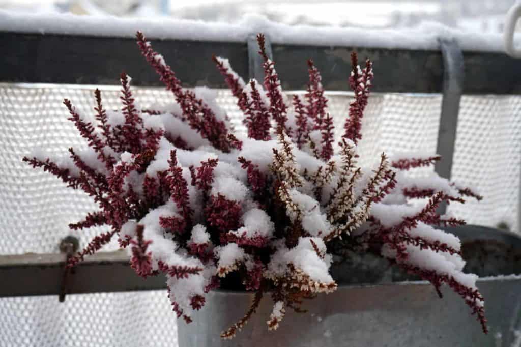 Schneeblumen auf dem Balkon