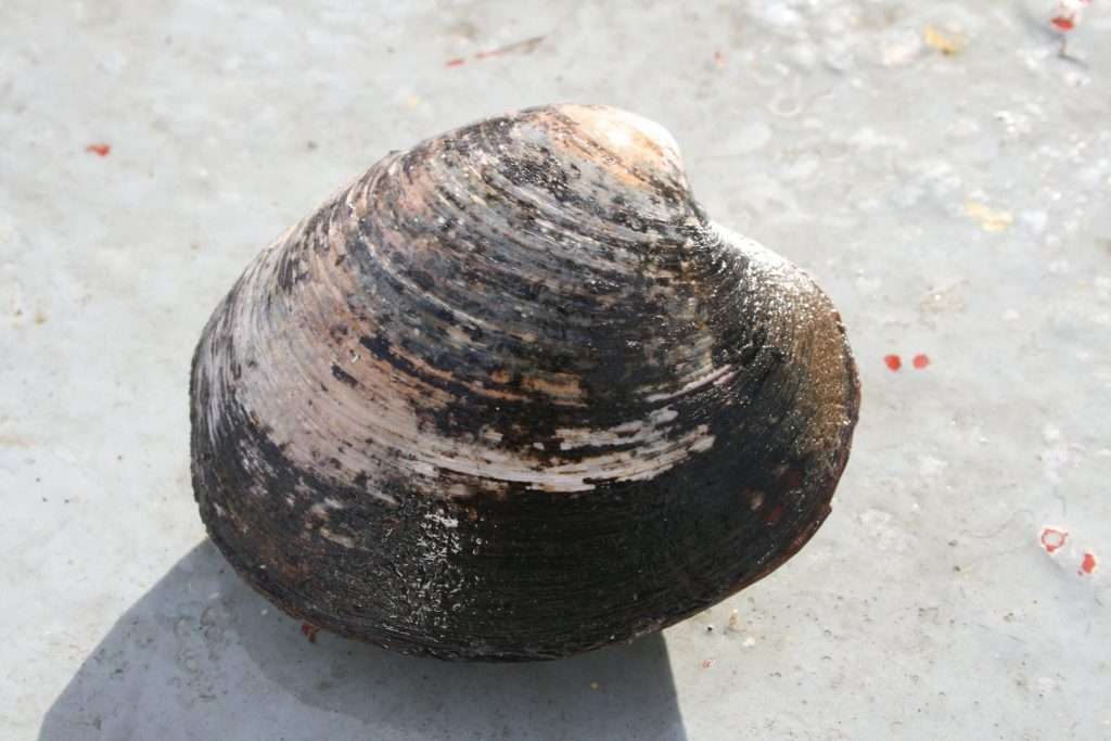 Noordkromp in zijn schelp Noordkromp in zijn schelp dieren die heel oud worden