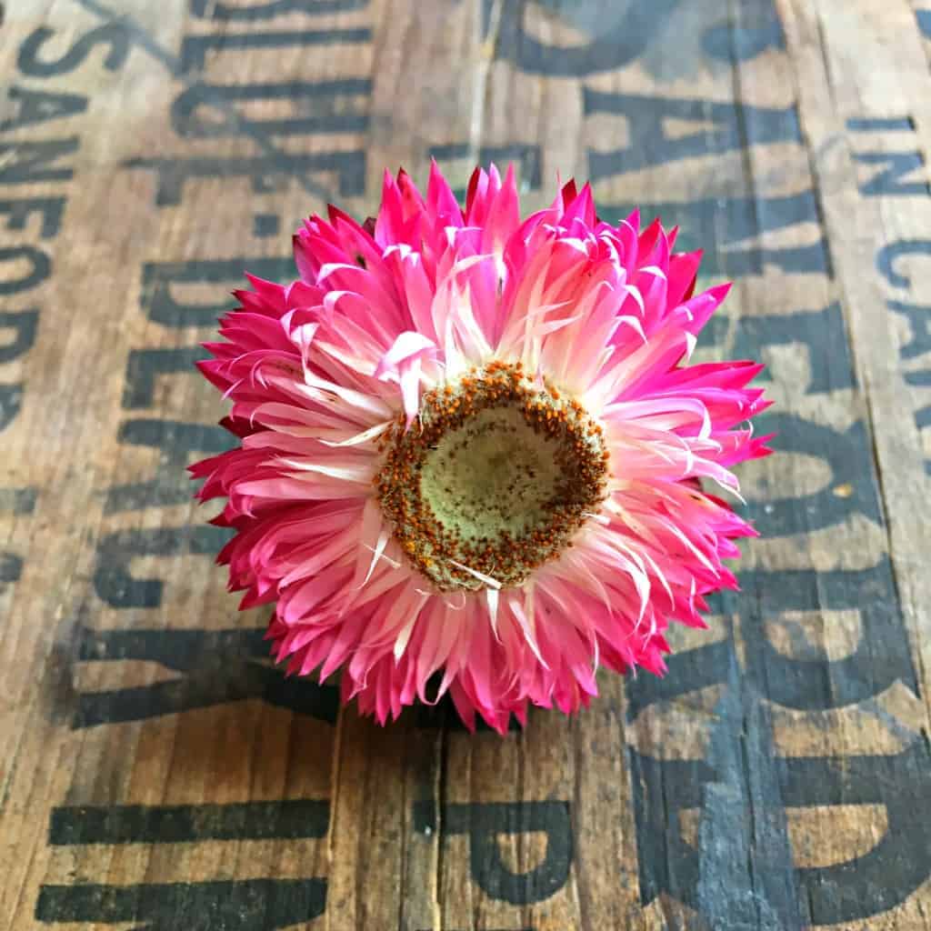 strawflower ring