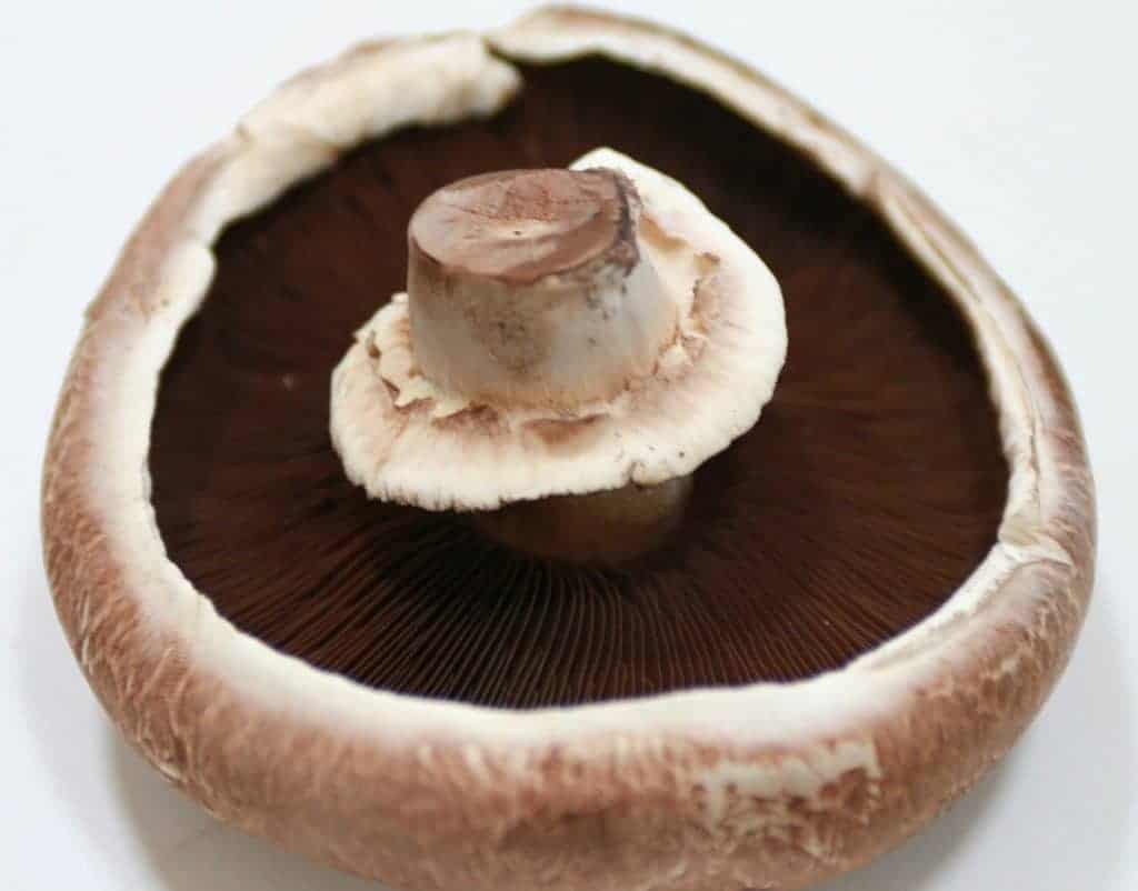 Portobello Pilze lagern